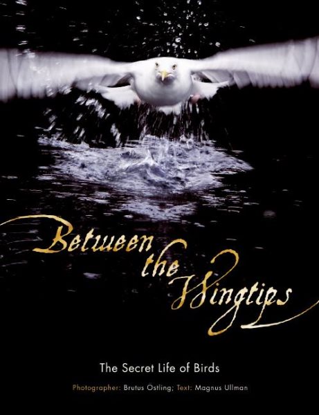 Between the Wingtips: The Secret Life of Birds cover