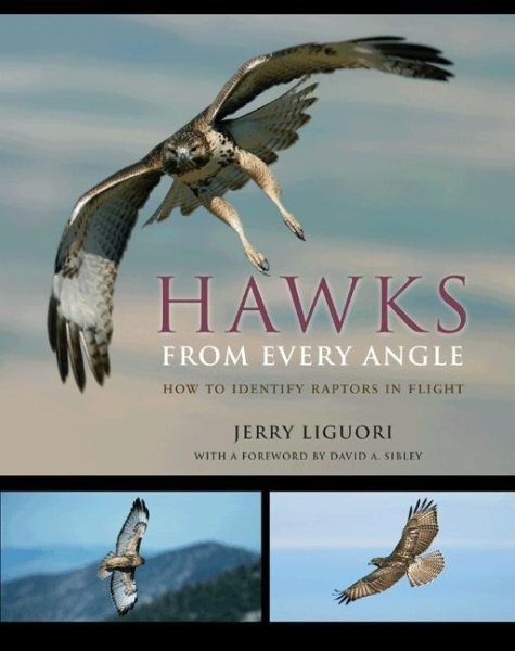 Hawks from Every Angle: How to Identify Raptors In Flight cover