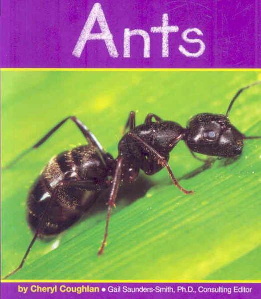 Ants (Insects)