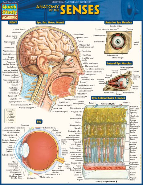 Anatomy of the Senses: Quickstudy Laminated Reference Guide (Quick Study Academic Sight) cover