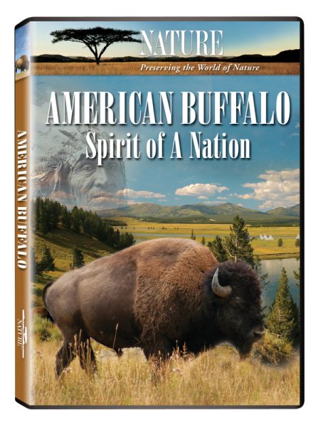 Nature: American Buffalo cover
