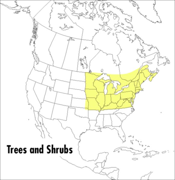 A Peterson Field Guide To Trees And Shrubs: Northeastern and north-central United States and southeastern and south-centralCanada (Peterson Field Guides)