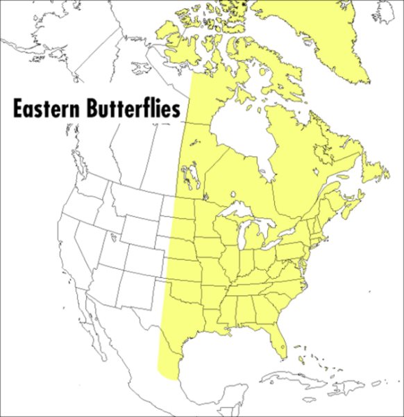 A Peterson Field Guide To Eastern Butterflies (Peterson Field Guides) cover