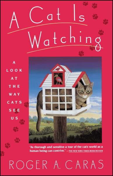 A Cat is Watching cover