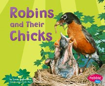Robins and Their Chicks (Animal Offspring)