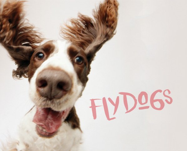 Flydogs cover