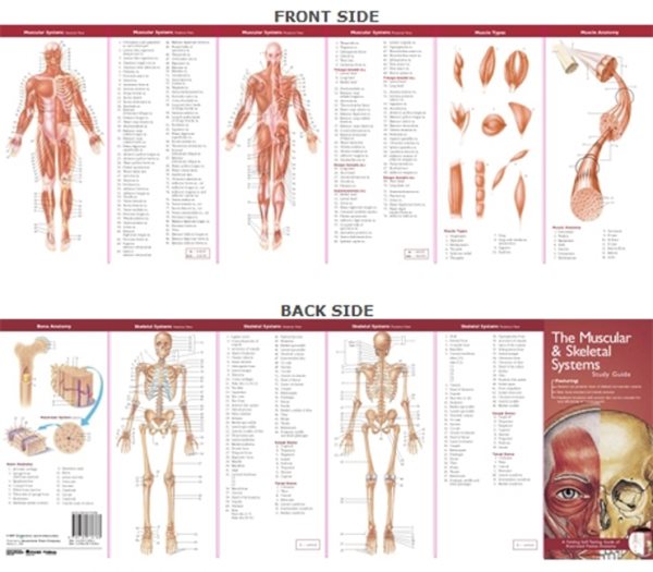 Anatomical Chart Company's Illustrated Pocket Anatomy: The Muscular & Skeletal Systems Study Guide cover