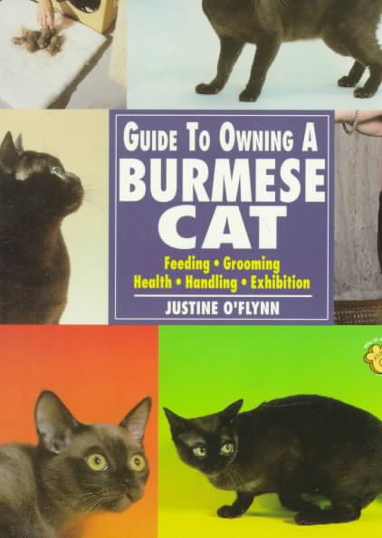 Guide to Owning a Burmese Cat