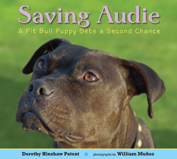 Saving Audie: A Pit Bull Puppy Gets a Second Chance cover