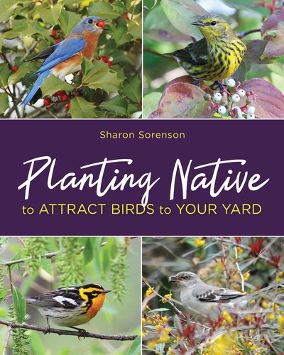 Planting Native to Attract Birds to Your Yard cover