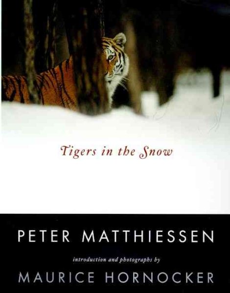 Tigers in the Snow cover