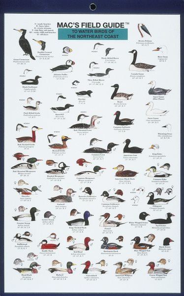 Mac's Field Guides: Northeast Coastal Water Birds (Mac's Guides (Paperback))
