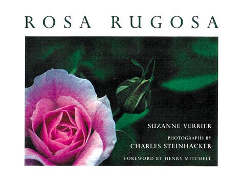 Rosa Rugosa cover