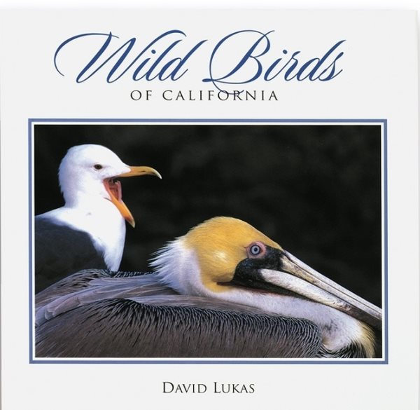 Wild Birds Of California cover