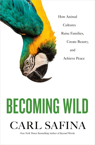 Becoming Wild: How Animal Cultures Raise Families, Create Beauty, and Achieve Peace cover