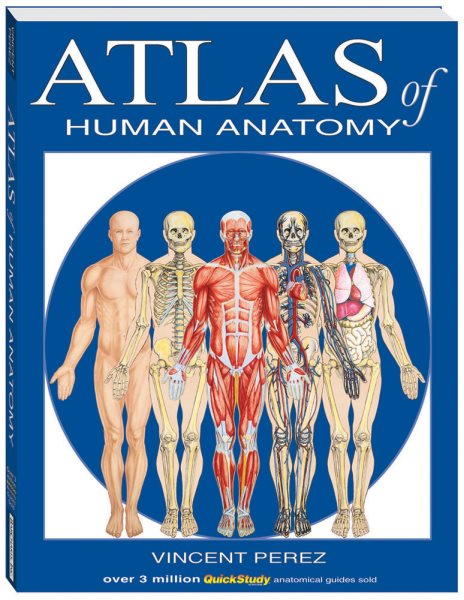 Atlas Of Human Anatomy (Quickstudy Books) cover