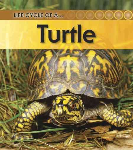 Turtle: 2nd Edition (Life Cycle of a) cover
