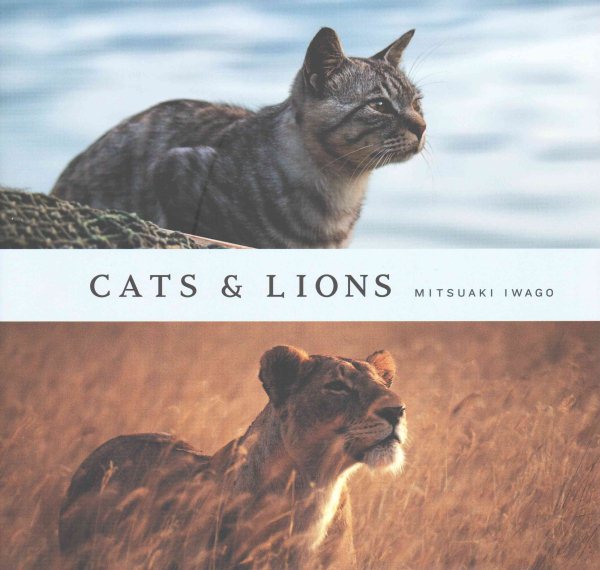 Cats & Lions cover
