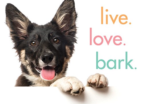 Live. Love. Bark. cover