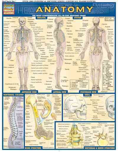 Anatomy (Quickstudy Reference Guides - Academic) cover