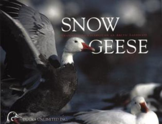 Snow Geese cover