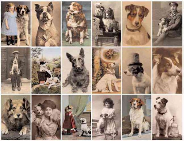Postcard Dogs cover