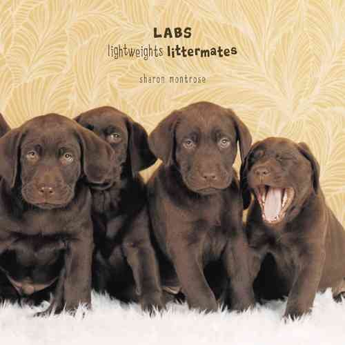 Labs: Lightweights Littermates cover