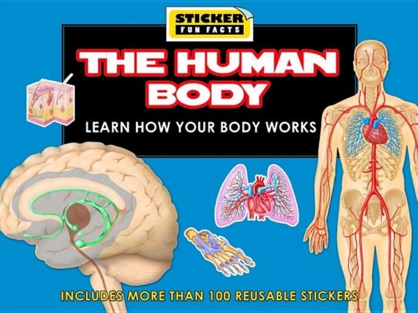 Sticker Fun Facts: The Human Body cover