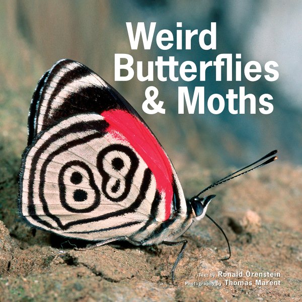 Weird Butterflies and Moths cover
