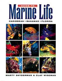 Guide to Marine Life: Caribbean-Bahamas-Florida cover