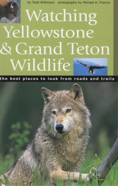 Watching Yellowstone And Grand Teton Wildlife: The Best Places to Look From Roads and Trails