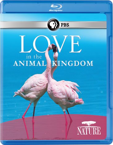 Nature: Love in the Animal Kingdom [Blu-ray] cover