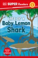 Life of a baby lemon shark